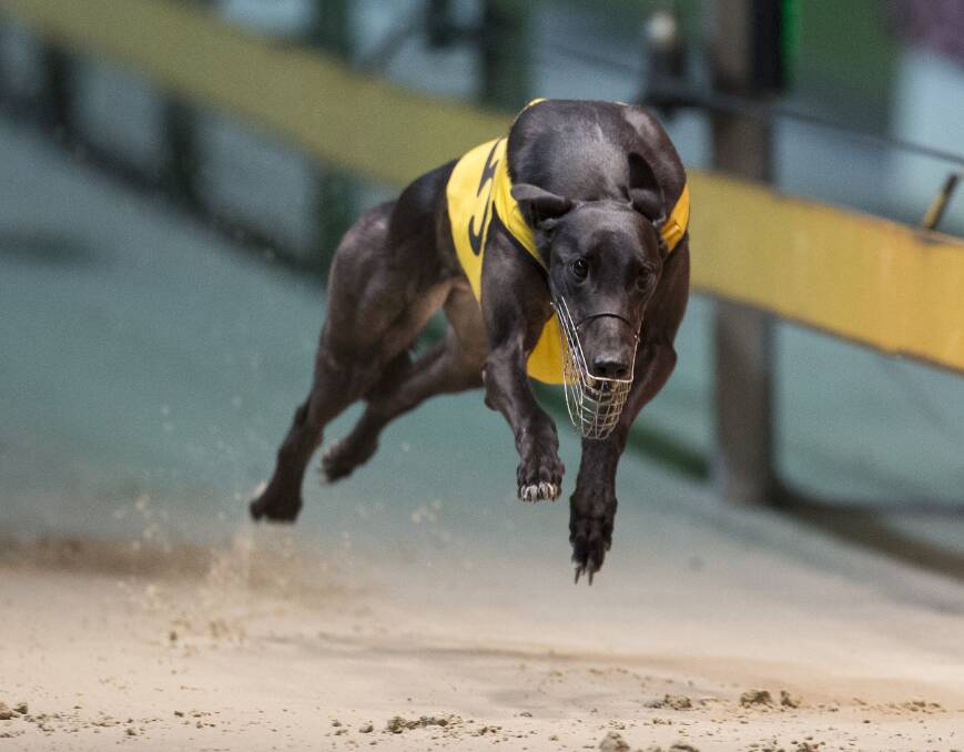 The Anthony Azzopardi-trained Topper Road looms as one of the chances in tomorrow night's Cosmic Rumble Gold Cup Final (516m) at Dawson Park.						           Photo:?CONTRIBUTED