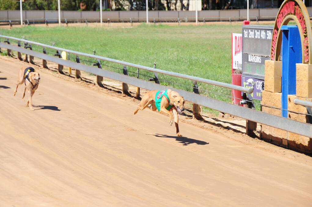 The Len Haaring-trained Pure Arrogance will be one to watch during Dawson Park s twilight meeting on Saturday.              Photo: Belinda Soole