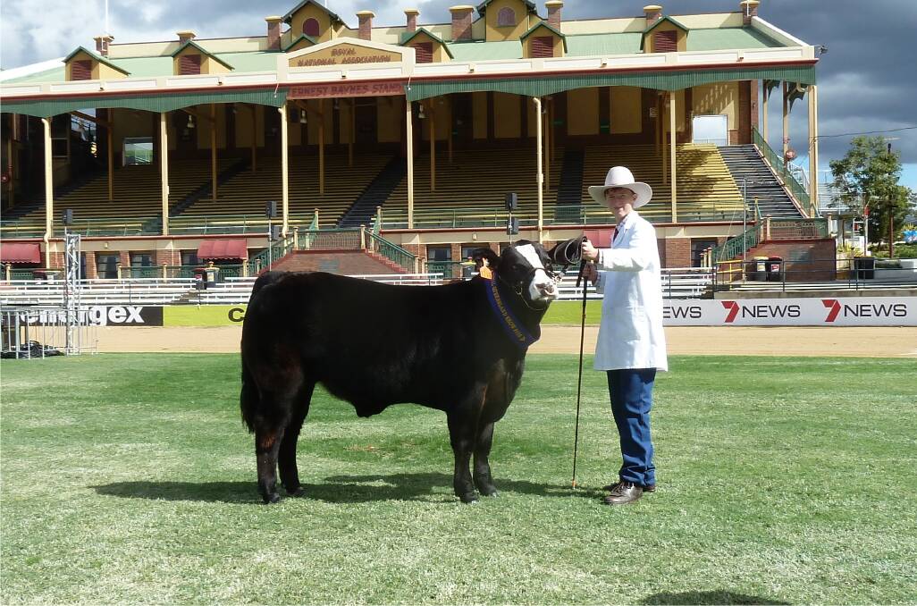 ABOVE: Jonathan Toll, St Johns College with the middle weight schools winning steer at Brisbane Royal show 2014. DMC meat and seafood purchased this blue ribbon exhibit.