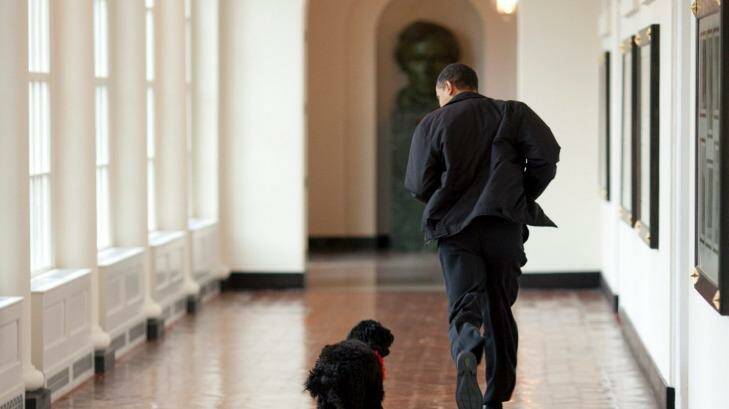 President Obama welcoming the family's new puppy Bo, at the White House in 2009. Photo: Pete Souza