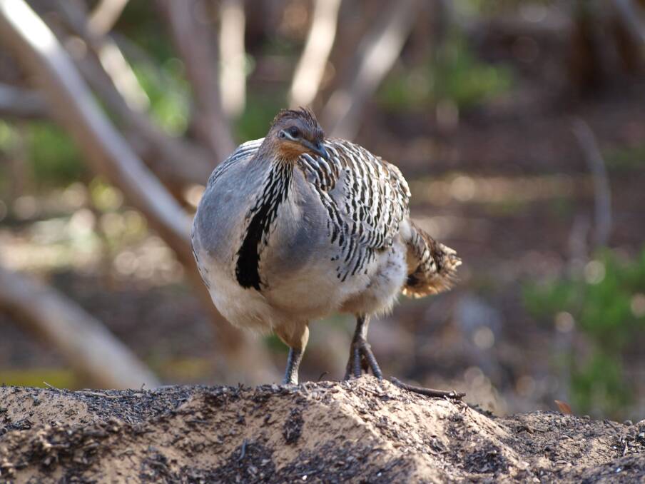 Malleefowl, present in the Goonoo National Park near Dubbo but listed as endangered in NSW, will be the focus of a forum at Taronga Western Plains Zoo in September.					  Photo contributed