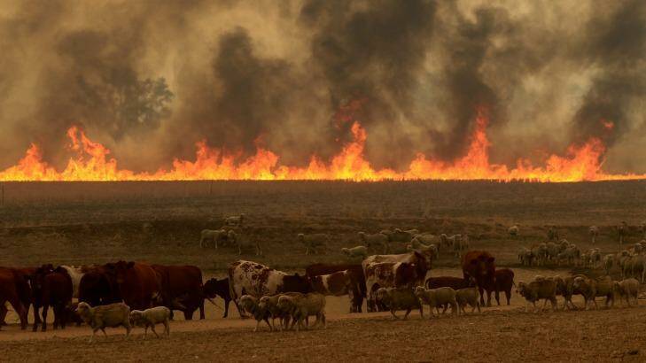 Cattle and smoke Sir Ivan fire Photo: Dean Sewell