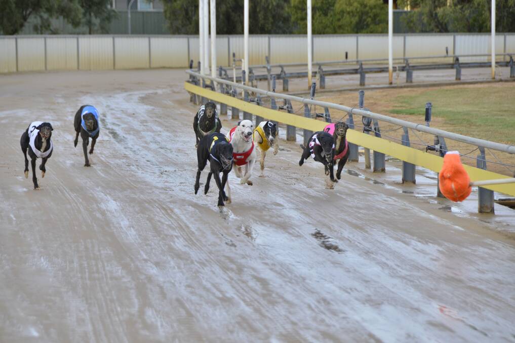 Layla Swift (black rug) gets past Another Trooper (red) to win at Dawson Park on Tuesday.  
Photo: BELINDA SOOLE
