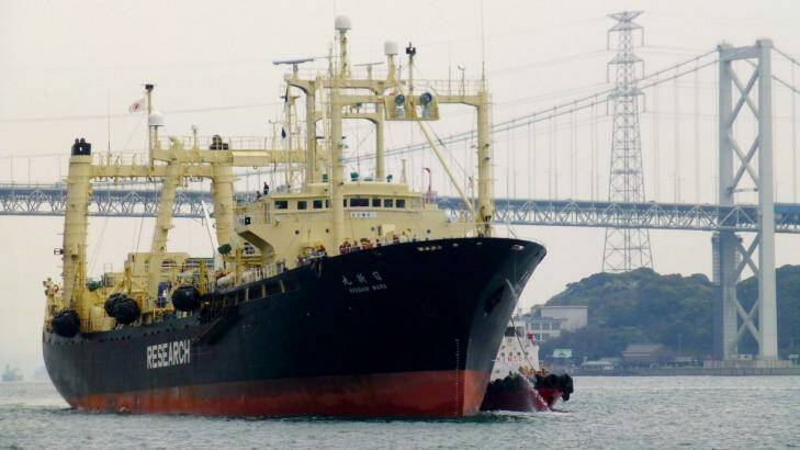 Japanese whaling vessel Nisshin Maru returns to port from the Antarctic Sea in 2014.