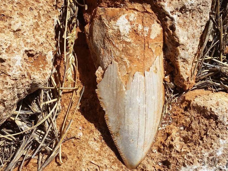 WA authorities want to retrieve a 1.6 million-year-old megalodon tooth stolen from a National Park.