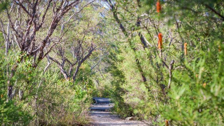 The track through the Dharawal National Park to Maddens Falls walking track. Photo: Nick Cubbin