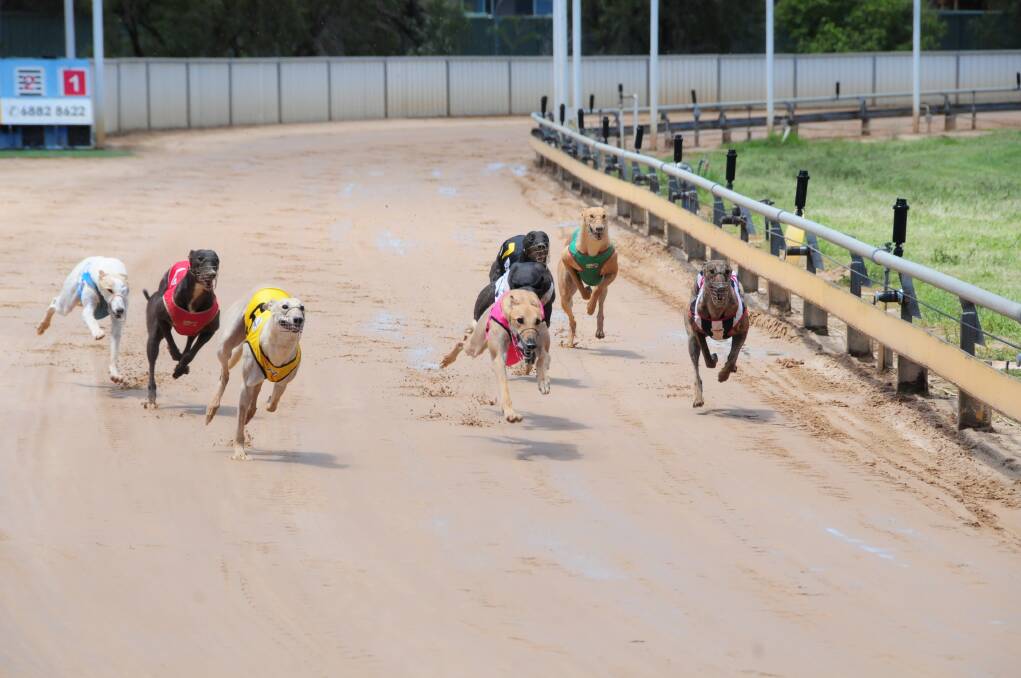 The greyhound racing industry across Australia has been rocked by the Four Corners investigation into live baiting which aired on Monday night.  
Photo: Hannah Soole