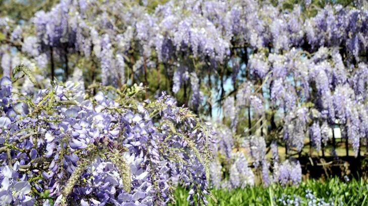The Cumberland Gardens in Parramatta are a riot of colour in spring as the cottage gardens flower and wisteria trees bloom.  Photo: Mike Sea 
