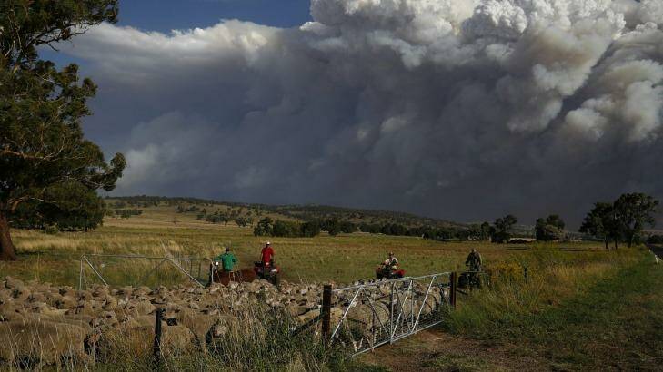 Livestock being relocated from property near Coolah as smoke from the Sir Ivan fire east of Dunedoo, NSW, seen in the background, on Sunday 12 February 2017.  Photo: Alex Ellinghausen