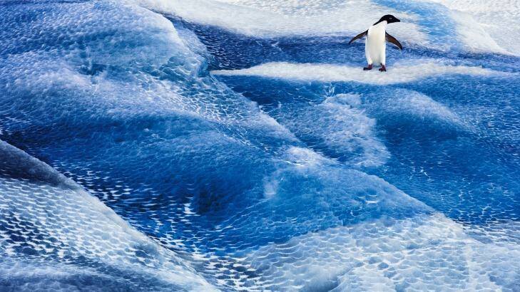 Adelie penguin on blue iceberg. Photo: John Weller/Antarctic Ocean Alliance