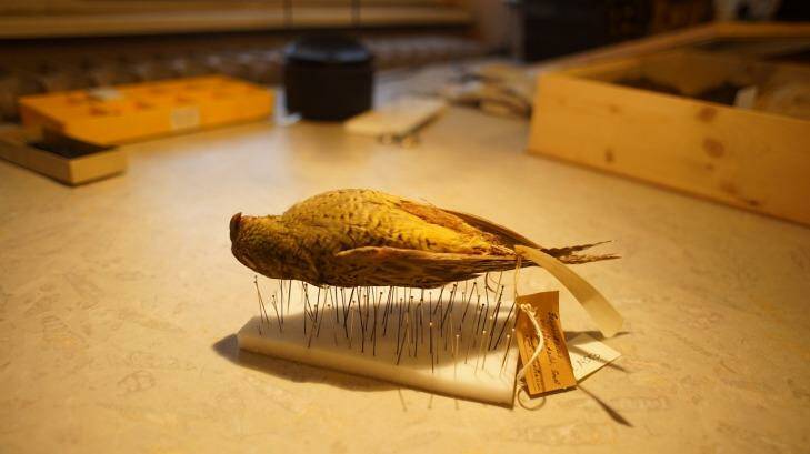 A specimen of the rare night parrot mounted for study. Photo: Supplied
