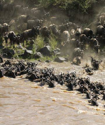 Incredible sight: Wildebeest cross Kenya's river.  Photo: Kaye Turner