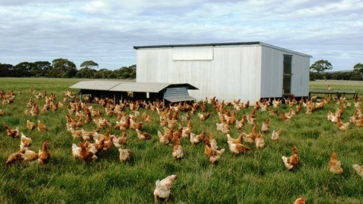 Kathy Barrett has fewer than 1500 hens per hectare at her Katham Springs farm on Kangaroo Island. Photo: Supplied