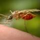 Canberra is giving $30 million to develop malaria programs in the Asia-Pacific. (AP PHOTO)