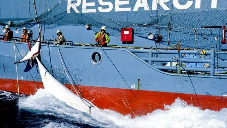 Japanese whaling harpoon ship offloads a minke whale onto the Japanese whaling factory ship the Nisshin Maru in the Southern Ocean in February 2013. Photo: Glenn Lockitch/Sea Shepherd