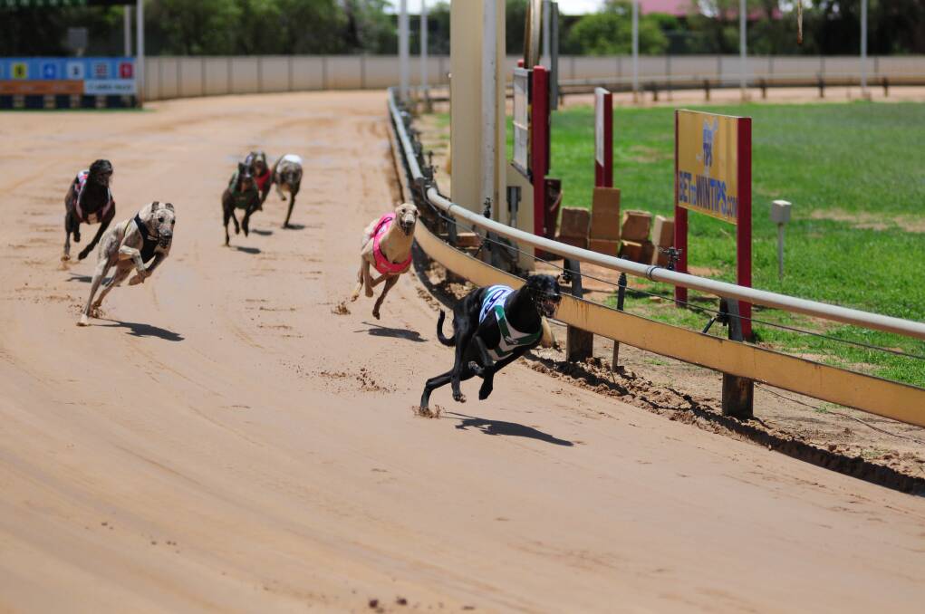 Myalla Monaro leads his rivals home at Dawson Park yesterday.							    Photo: HOLLY GRIFFITHS