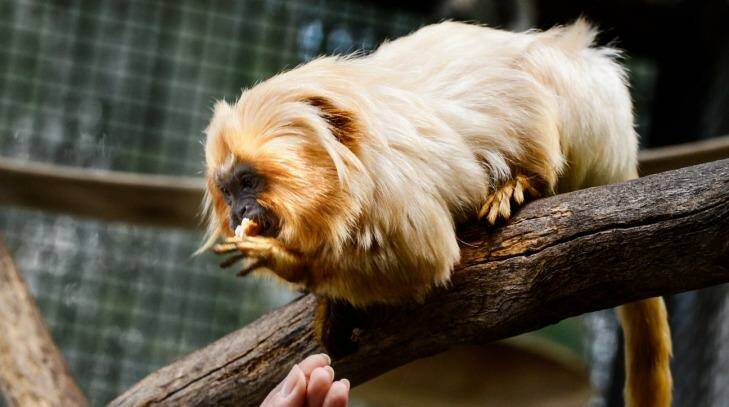 Ovo, a golden lion tamarin monkey at Melbourne Zoo, has gallstones, and is fed medicine on a piece of bread to dissolve them. Photo:  Justin McManus