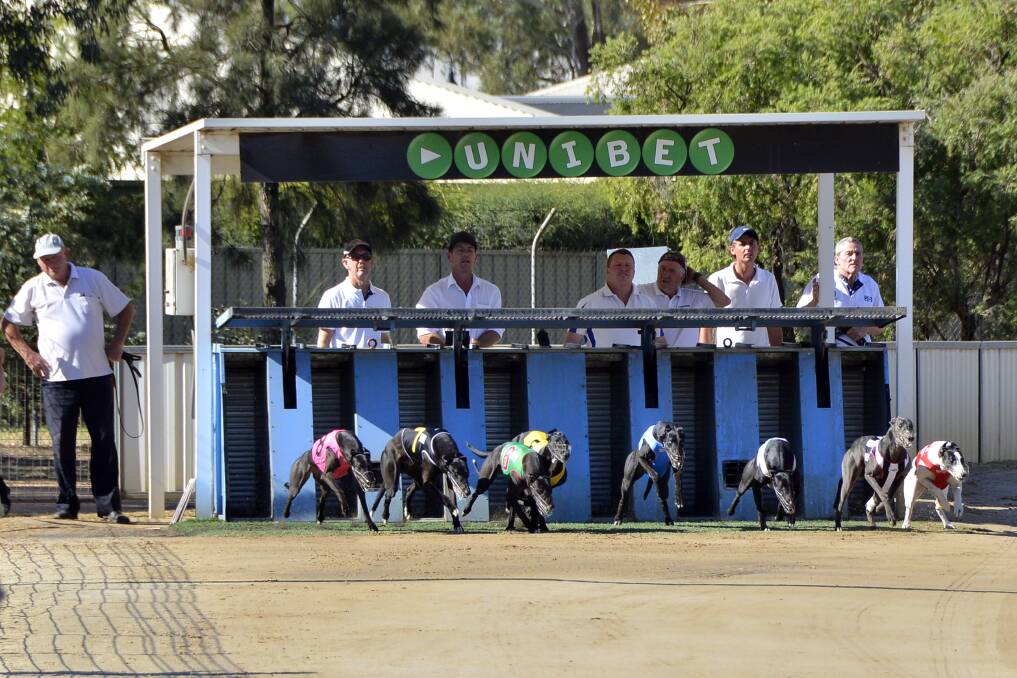 Changes will be made to the structure of the Dubbo Anzac greyhound carnival as the club continues to build.							  Photo: BELINDA SOOLE