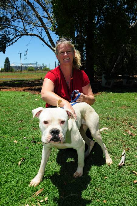 Debbie Archer with Ellie the bulldog. Ellie is at the Dubbo Animal Shelter and could make a superb Christmas present, but only if her prospective owner was ready for the responsibility of owning her for the rest of what will hopefully be a long and happy life.
