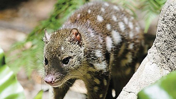 The spotted-tailed quoll is listed as vulnerable in NSW. Photo: Jamie Wicks