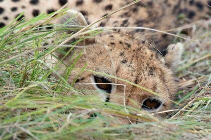 The watchful cheetah. Photo: Leon Petrinos/Wildlife Photographer of the Year 2014