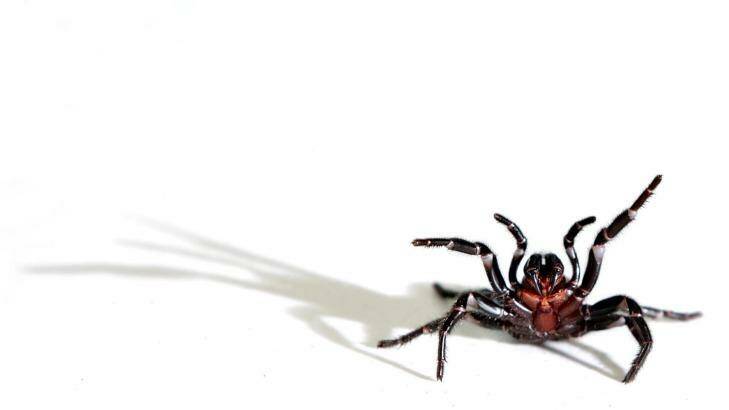 A female funnel web spider. Photo: Simone De Peak