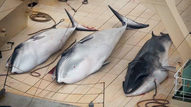 Three dead minke whales on the deck of Japanese whaling vessel Nisshin Maru in the Southern Ocean in January 2014.   Photo: Tim Watters
