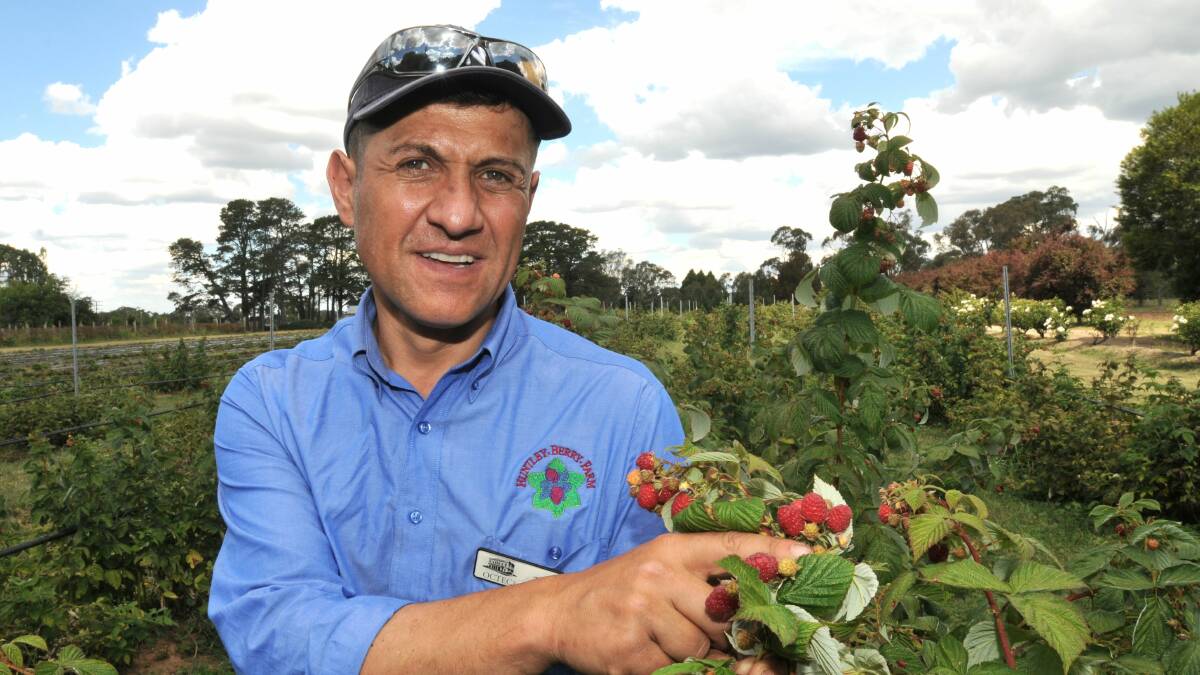 BERRY LUCKY: Tony Belmonte says the imported frozen berries scare will be a boon for local berry growers. Photo: STEVE GOSCH 
