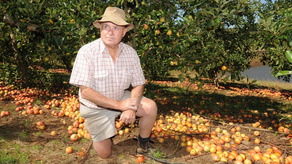 ORANGE: Orange orchardist Peter Darley counts the cost of a flying fox invasion of his orchard. Photo: STEVE GOSCH 0221sgapples1