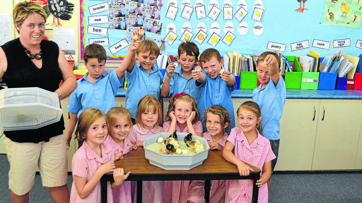 CANOWINDRA: Year 2 students at St Edward's Primary School were met with a very chirpy surprise on Monday morning, after 10 chicks hatched in the classroom incubator.
