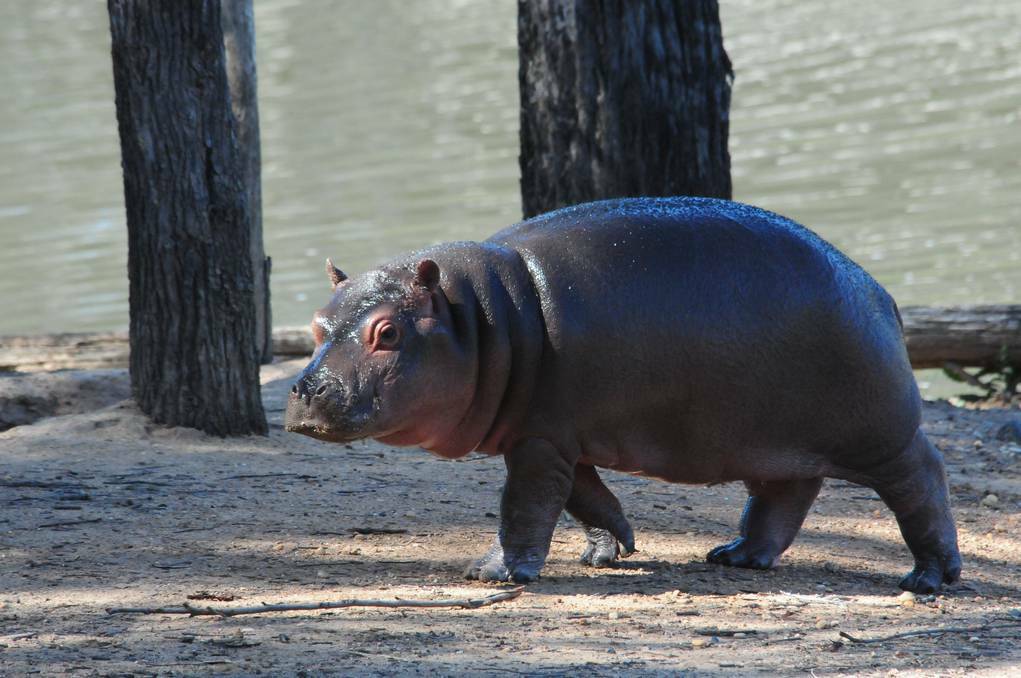 Hippo calf Kibibi is starting to coome out of the water more regularly. Photo: GREG KEEN