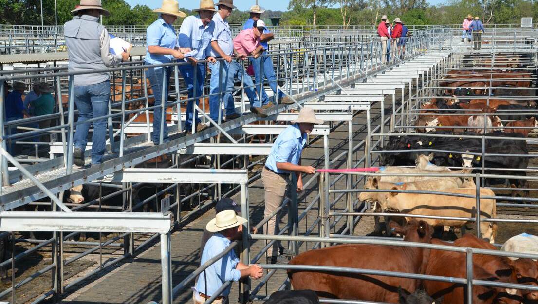 Beef prices have risen across NSW due to good rainfall. PHOTO: TAYLOR JURD