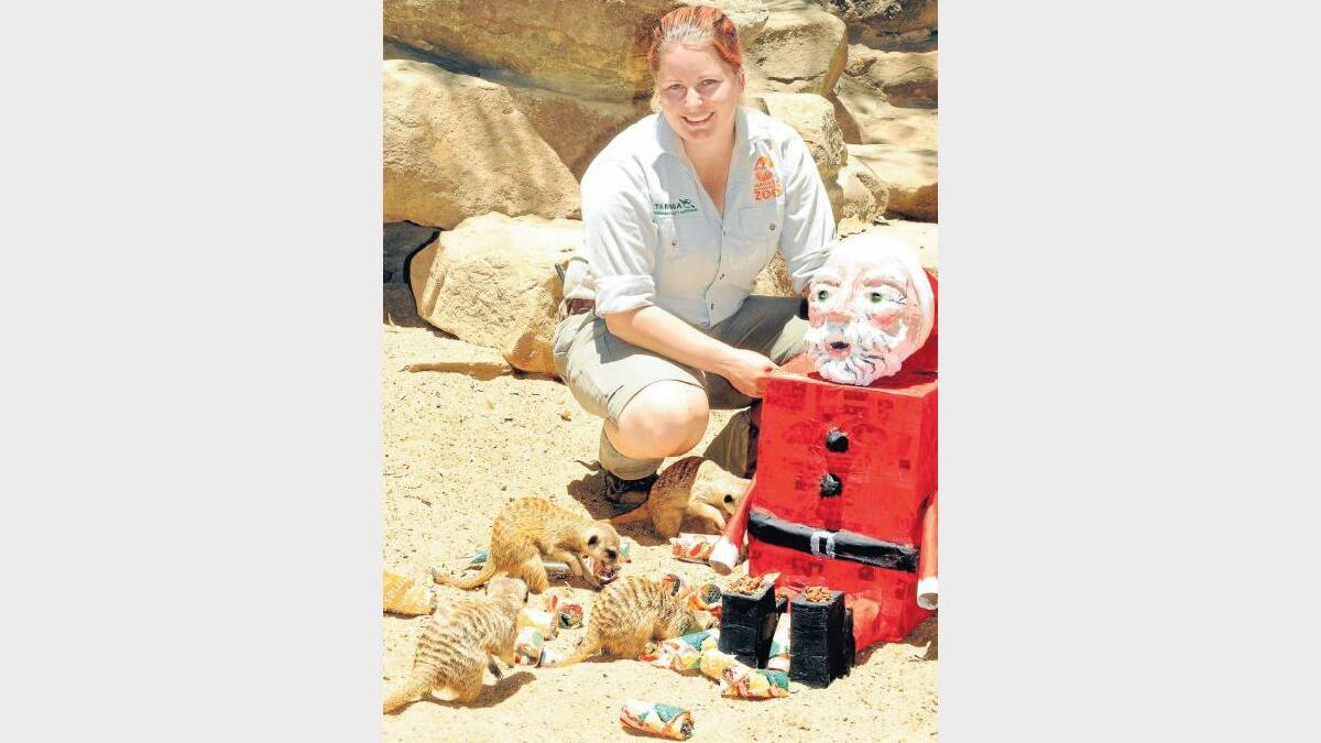 DECEMBER: Taronga Western Plains Zoo meerkat keeper Karen Ellis and some of her charges enjoying treats from a papier-mâché Santa Claus. Photo: LOUISE DONGES