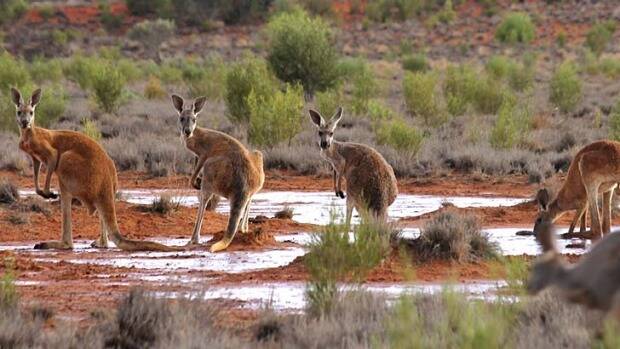 Massive numbers of kangaroos are overpowering the limited amount of feed on Belalie
