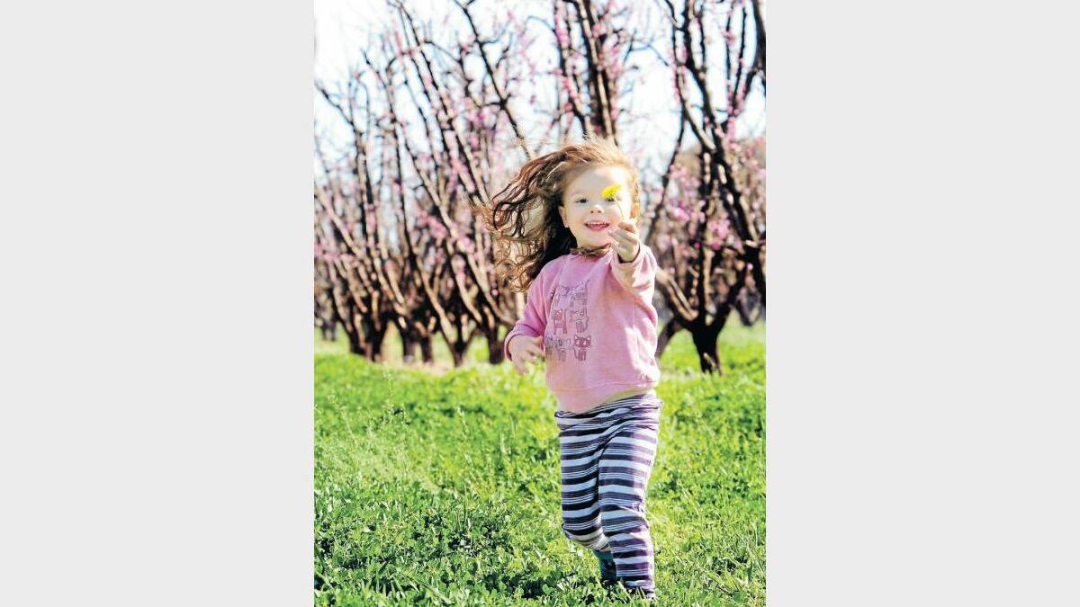 SEPTEMBER: Amira Coon, 3, enjoys a perfect spring day in her father's peach, nectarine, plum and apricot orchards. Photo: LOUISE DONGES.