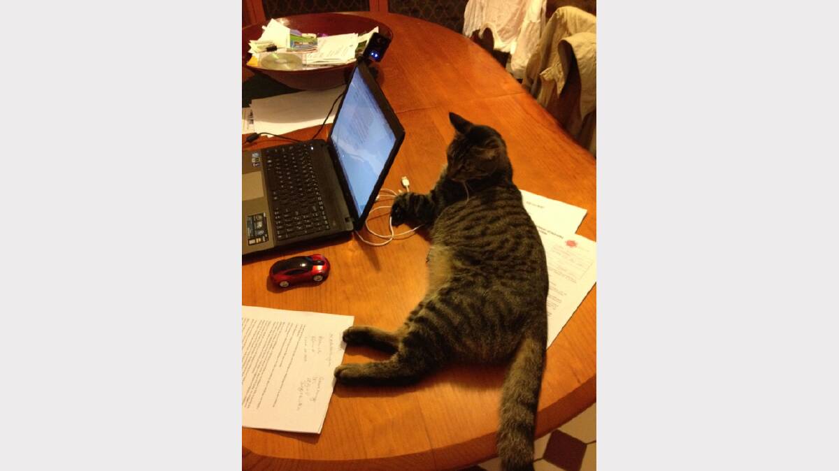 My cat 'Diesel' is always present when the laptop comes out for work. I think he was an IT guru in a past life! Photo: STEVE BICKETT. 