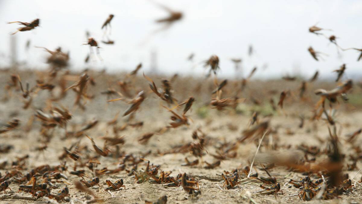 The fight against locusts is drawing closer to home as authorities continue to monitor a large swarm of the insects just north of Dubbo. File photo