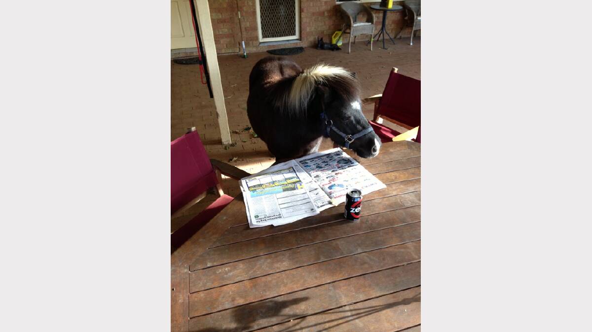 Lolly the horse reading the Liberal. Photo: KEVIN