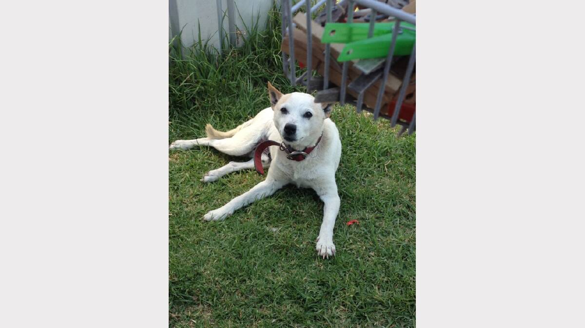 This is Buster he's a fox terrier cross and he's 12 years old he loves to play ball games and always sits beside my washing basket when I hanging out the washing. Photo: ROSLYN ROCHE