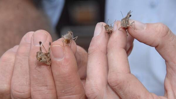 Farmers fear onset of locusts in the summer