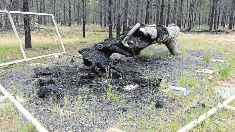 A scarred tree significant to local Aboriginal people has been burned and its shelter destroyed. Photo: CONTRIBUTED
