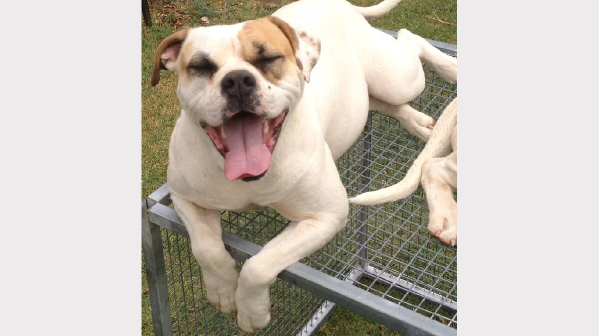 This is our purebred Johnson bulldog neish she is a very active dog. Photo: SHANELLE REEVES