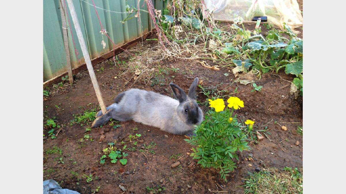 This is my rabbit Henry, he is loving the cooler weather and relaxing in the garden! Photo: SALLY HOPKINS
