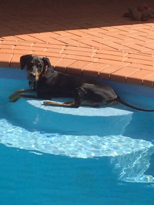 Five-month-old Doberman pup Zain escapes the heat in Dubbo. He steps straight into the pool and sits down. Photo: Michelle Morris. 