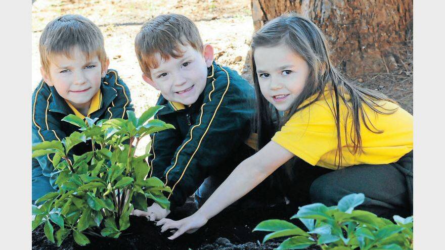 JULY: Dubbo North Public School students Cody Triplett, Jordan Butcherine and Aiesha Brown work together on Schools Tree Day. Photo: LOUISE DONGES