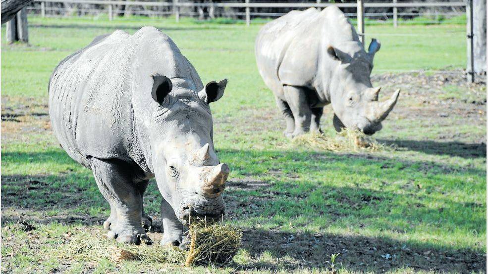 FEBRUARY: Likewizi (left) was returned to Taronga Western Plains Zoo to be a companion to Mopani (right) and help fill the hole left by the mystery death of four female white rhinos in 2012. Photo: BELINDA SOOLE