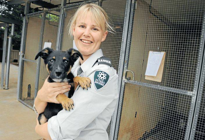 Dubbo City Council ranger Kristie Klaassens with Kelpie X pup that arrived at the Dubbo Animal Shelter but was yet to be claimed. Photo: BELINDA SOOLE