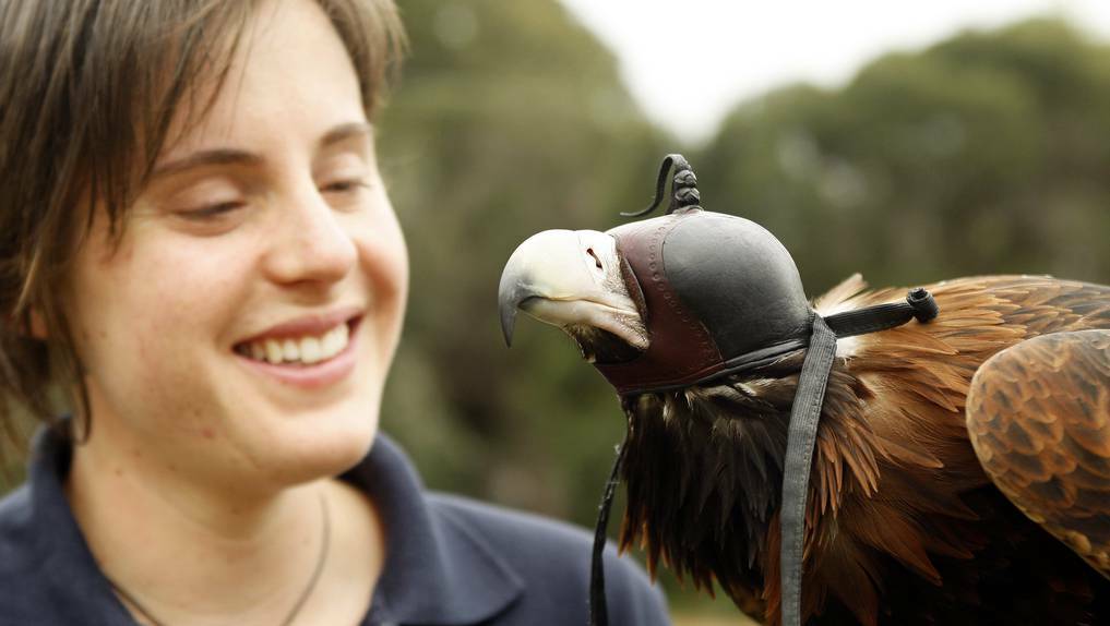 An example of falconry - Erin Werner of Full Flight Birds of Prey with Zorro, a wedge-tailed eagle that was going to be used to scare away the seagulls at the MCG before the AFL Grand Final. Photo: Paul Rovere/ The Age