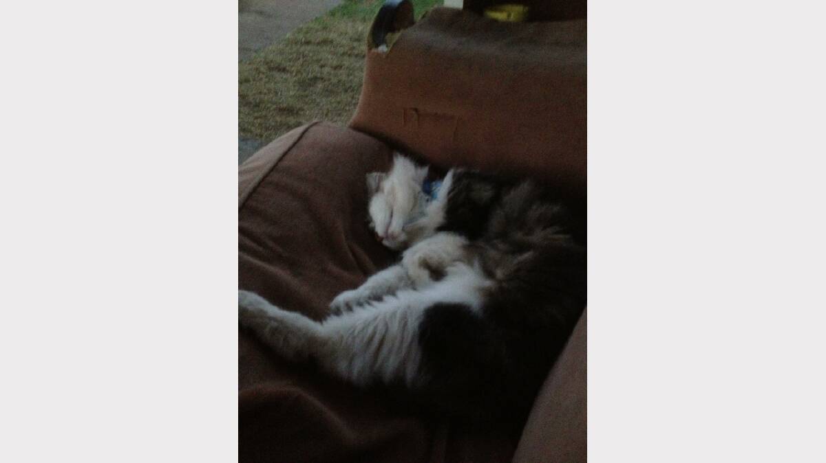 This is Mindy she's a long haired domestic cat she loves to sleep on the lounge out front she is 12 years old she also enjoys it when I brush her furr with her cat brush. Photo: ROSYLN ROCHE