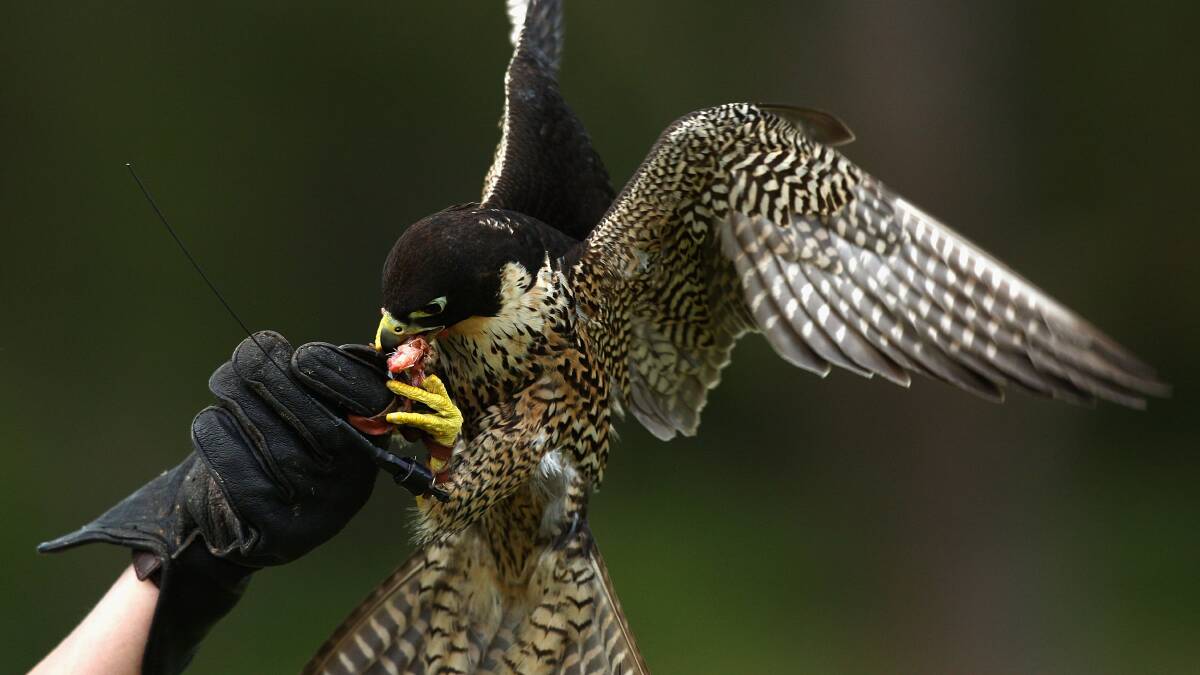 An injured Peregrine Falcon takes a flying lesson as part of his rehabilitation with zoo keepers at Taronga Zoo on December 9, 2009 in Sydney, Australia.
